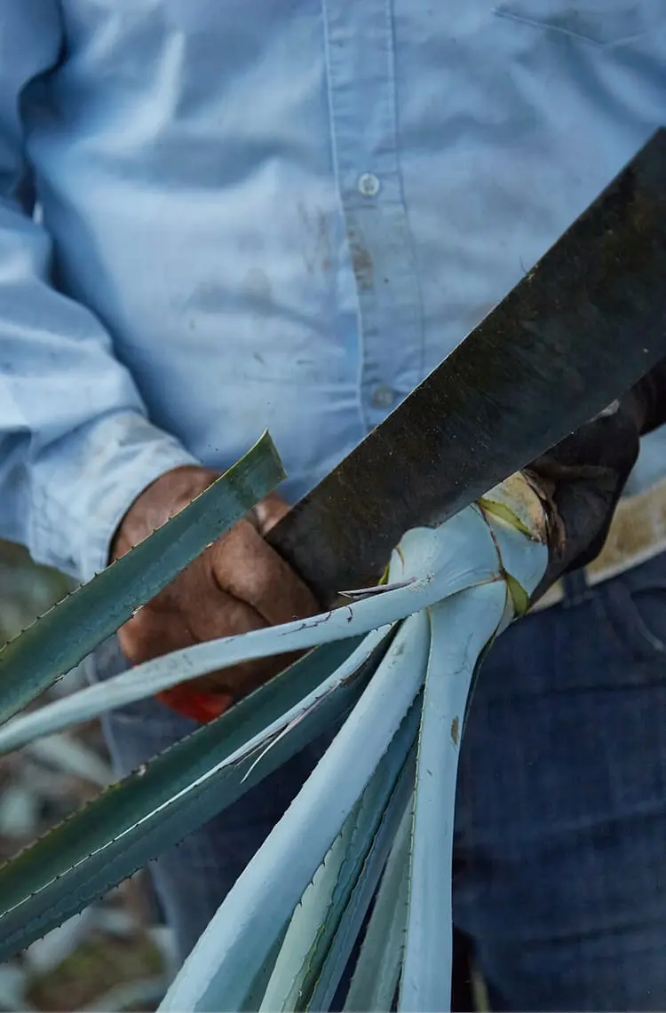 Cutting plant